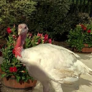 Meet your Posher, Patti